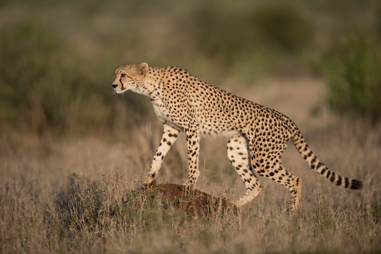 <br>Cheetah
