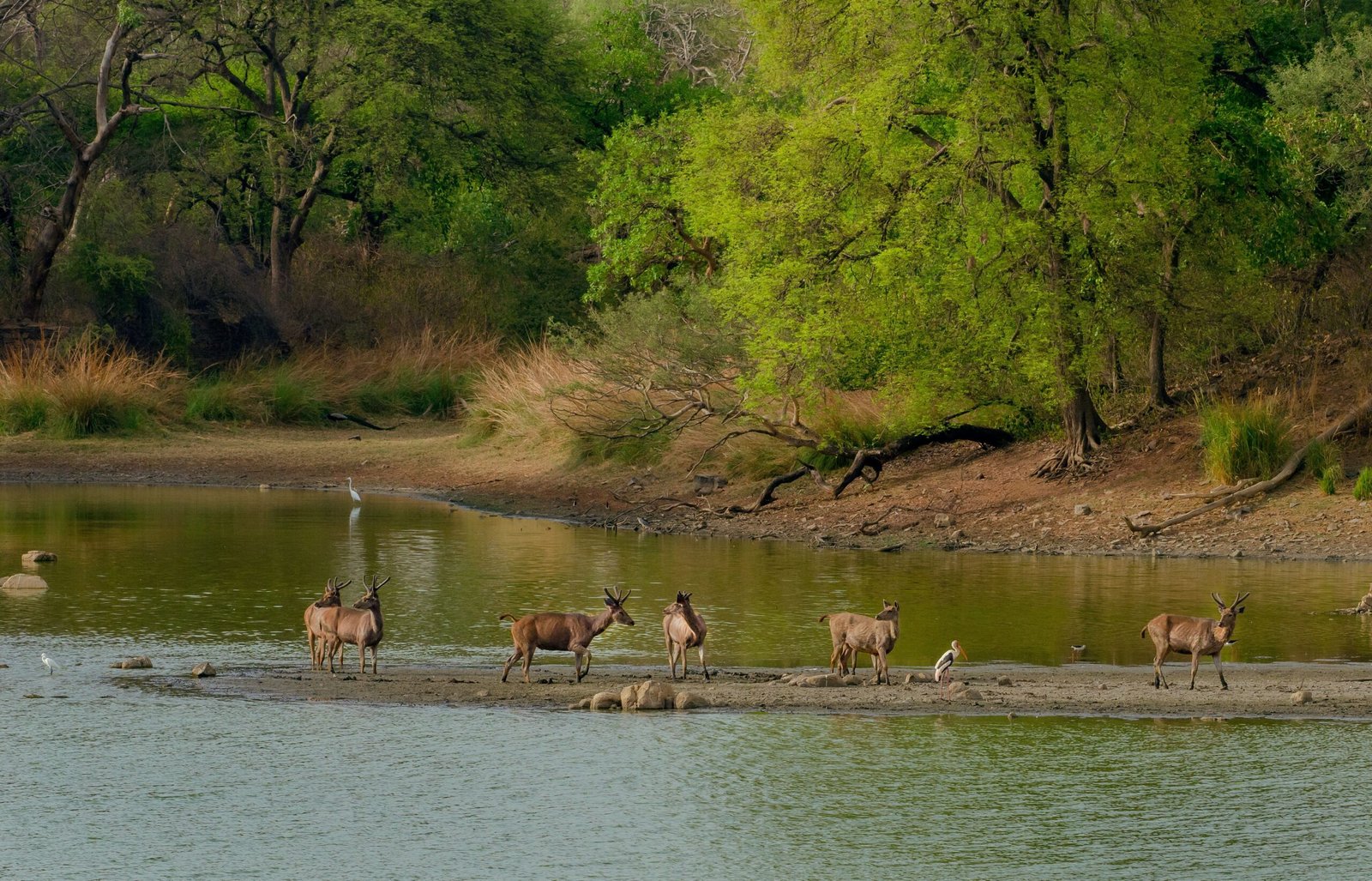 Queen Elizabeth </br> National Park 