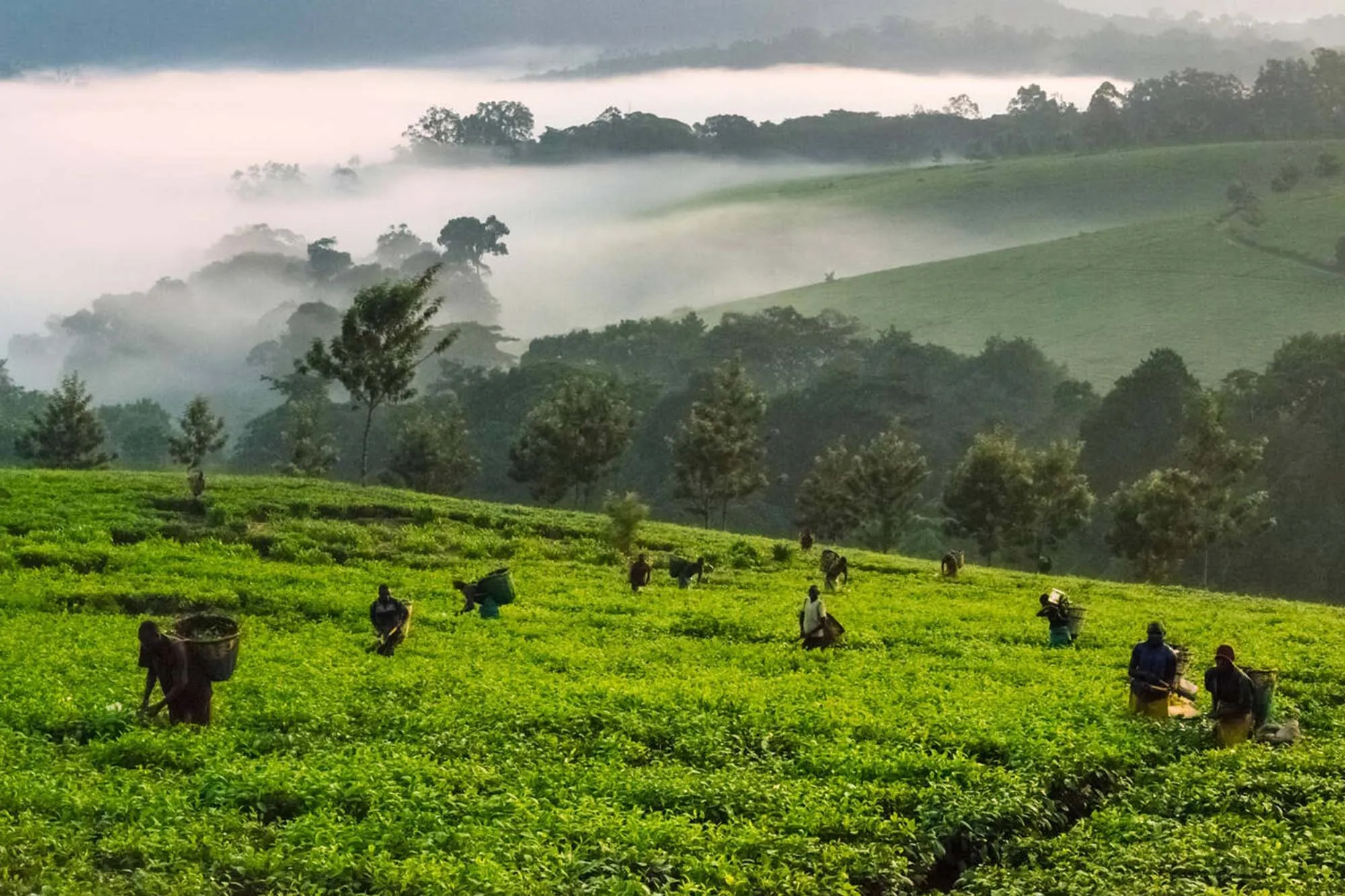Kibale Rainforest <br> National Park 