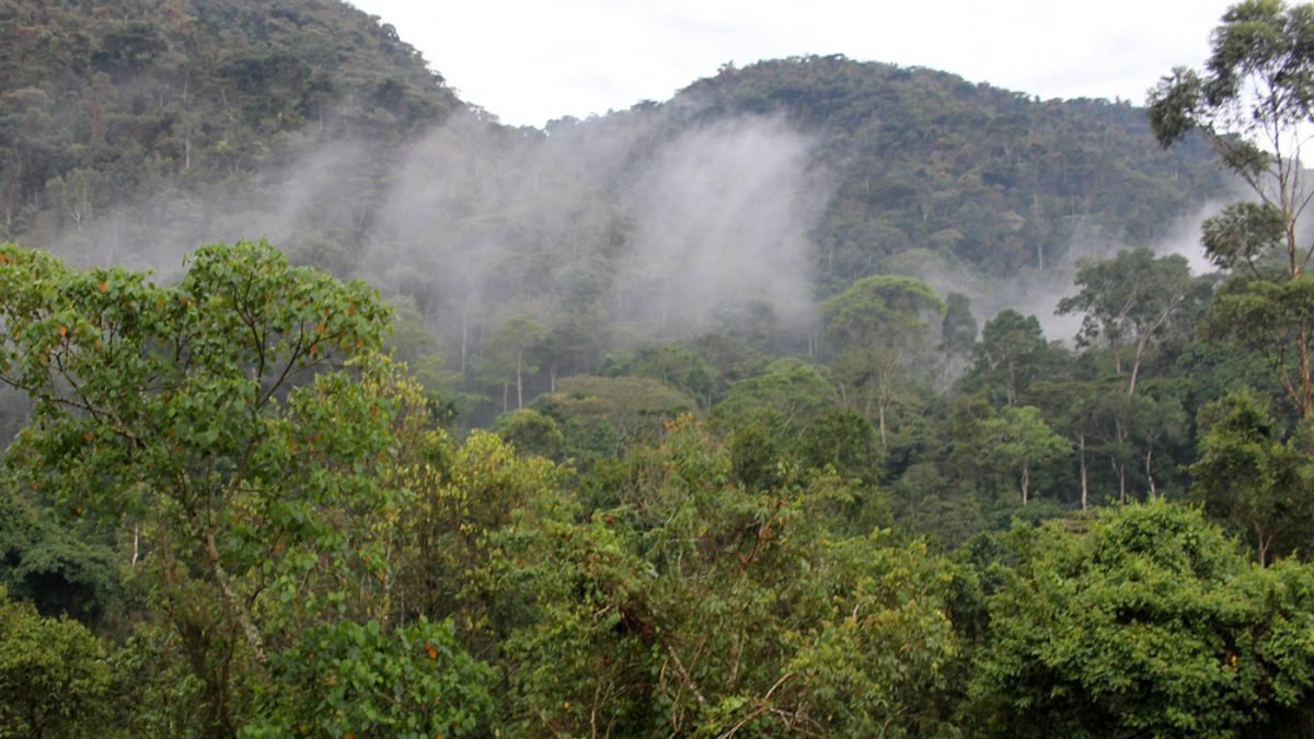 Bwindi Impenetrable Forest National Park