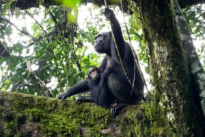 Chimpanzee Trekking in Uganda & Rwanda