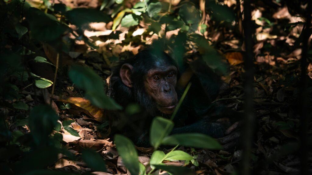 Kibale National Park