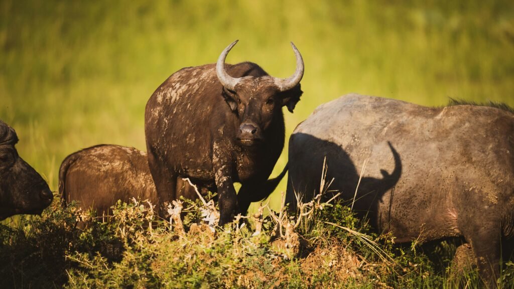 Pian Upe National Park