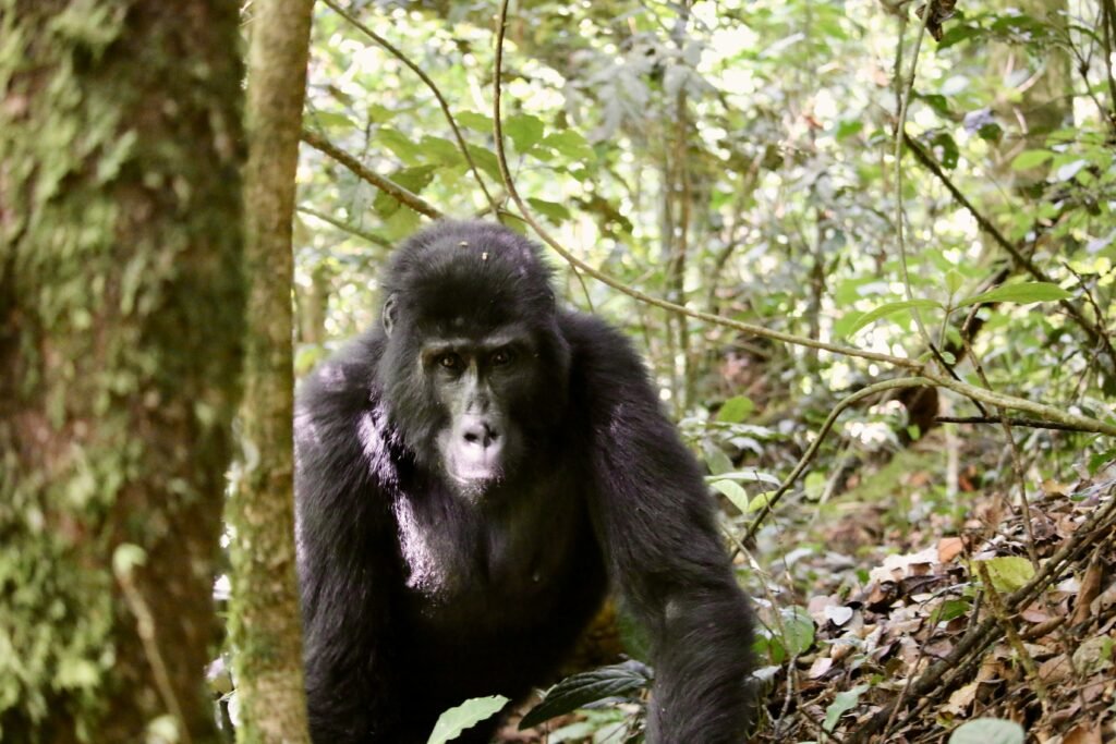 5-Day Bwindi Impenetrable Gorilla Habituation Experience