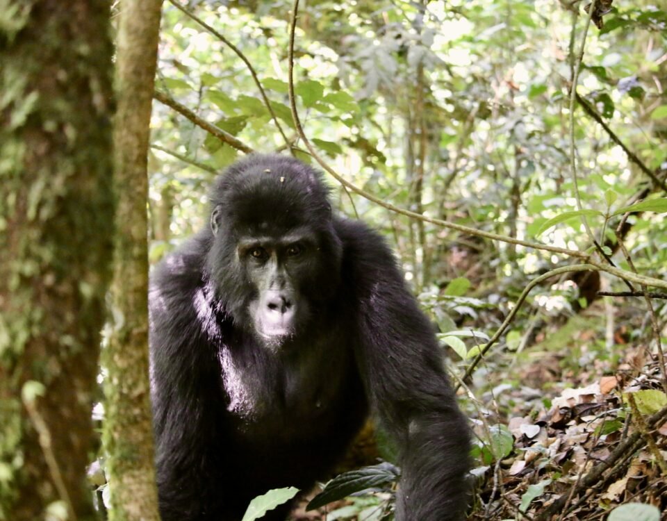 5-Day Bwindi Impenetrable Gorilla Habituation Experience