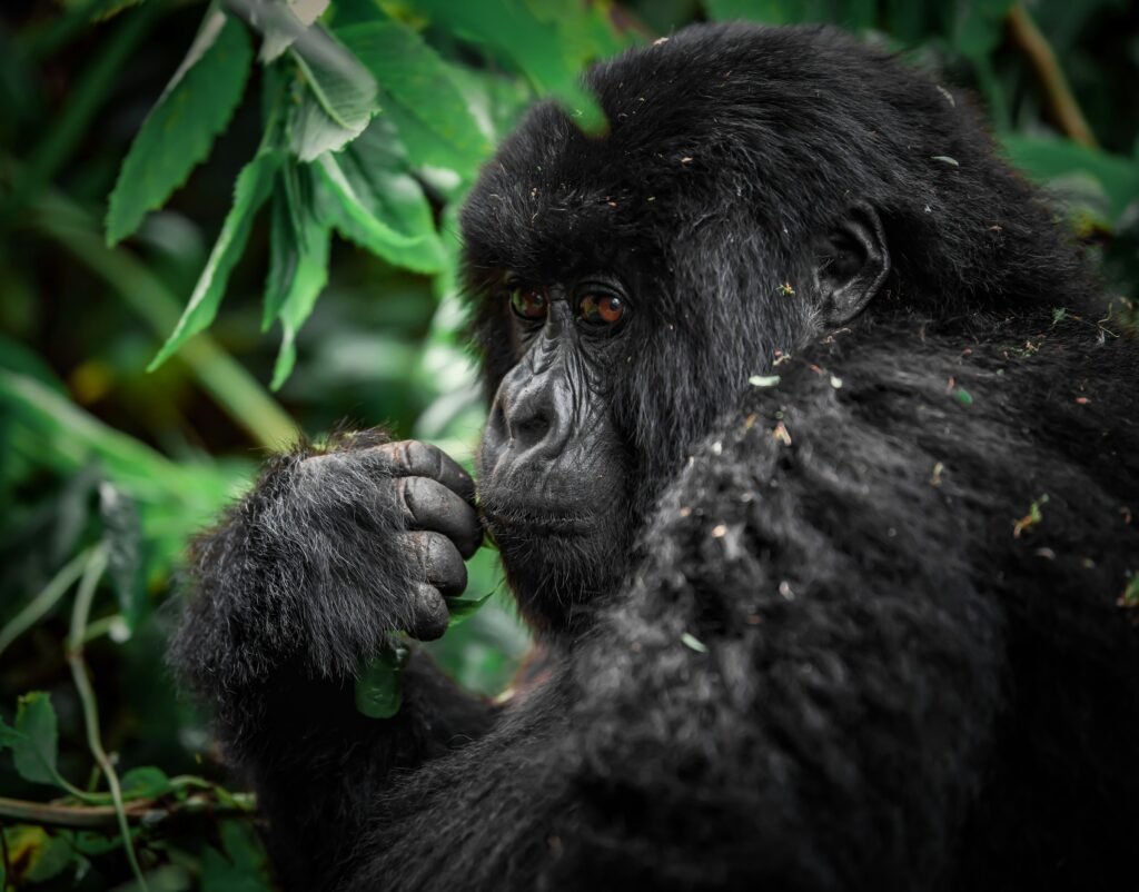 3-Day Gorilla Trekking Tour in Uganda