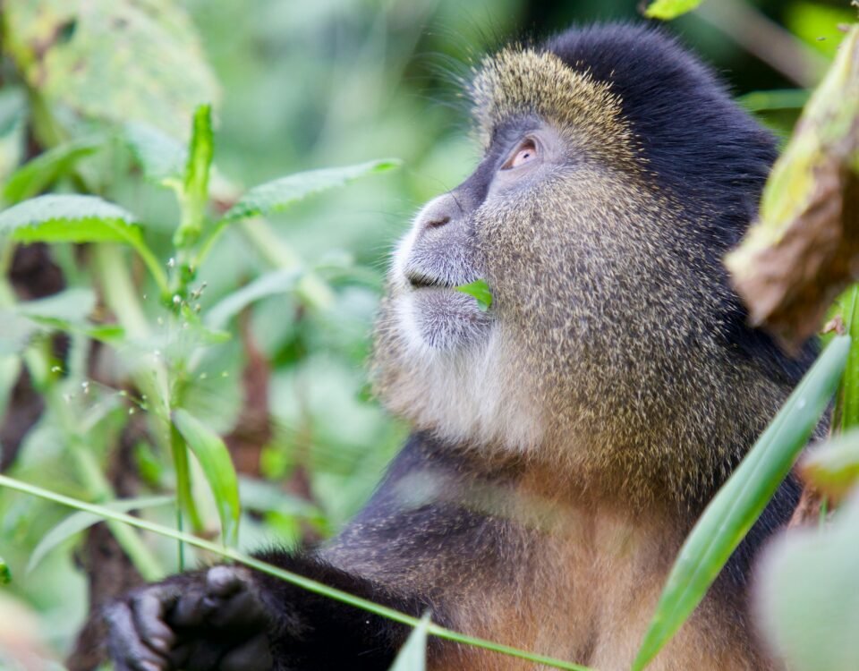 4 days uganda gorilla and golden monkey safari
