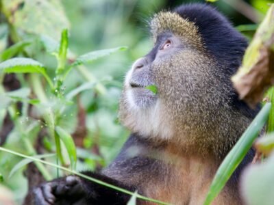 4 days uganda gorilla and golden monkey safari