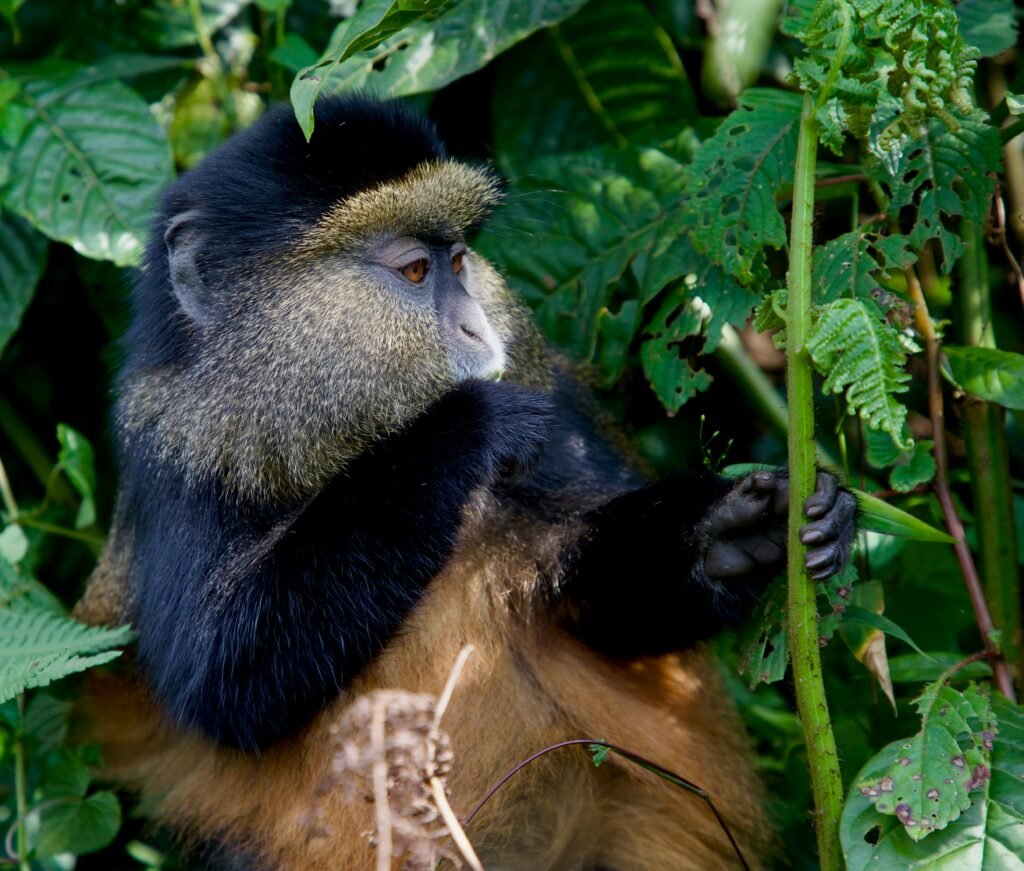 3-Day Bwindi Gorilla and Mgahinga Golden Monkeys Safari from Kigali