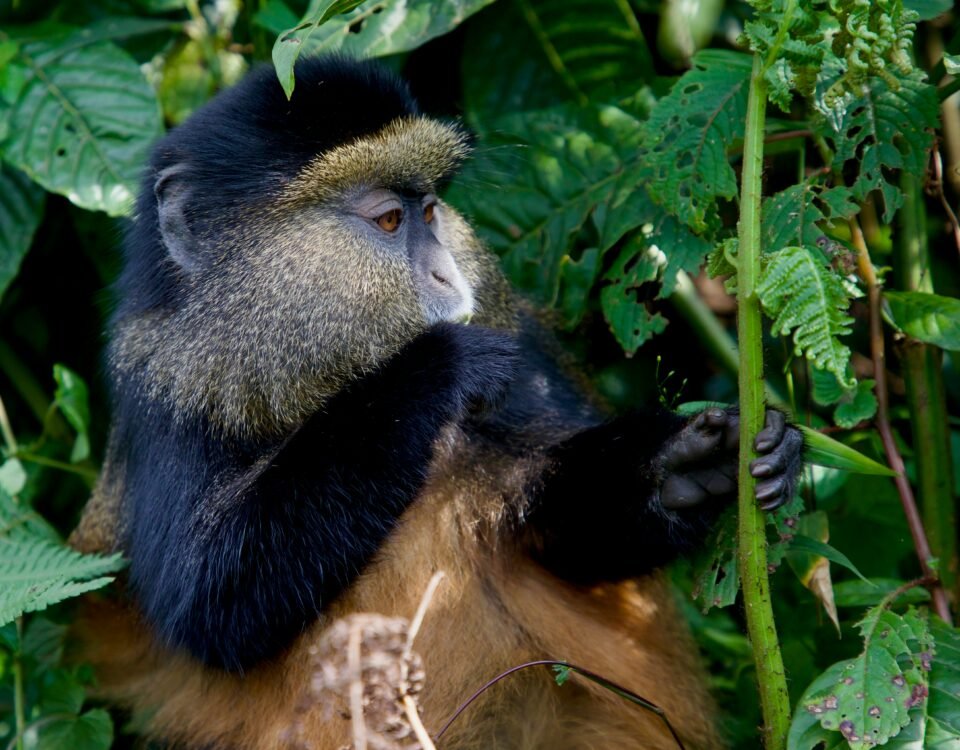 3-Day Bwindi Gorilla and Mgahinga Golden Monkeys Safari from Kigali