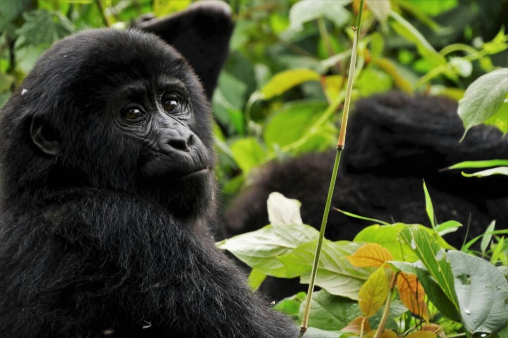 Bwindi Impenetrable National Park