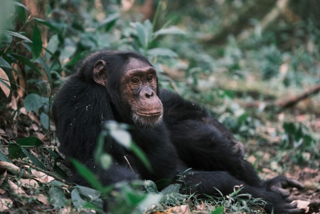 2 days uganda chimpanzee trekking and canopy walk safari