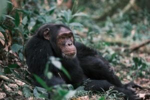 Chimpanzee Trekking Uganda