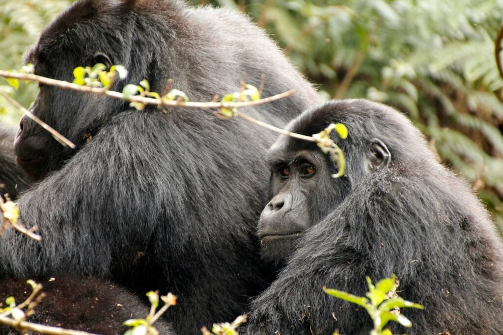 14-Day Uganda Gorillas, Chimps and Wildlife Luxury Safari
