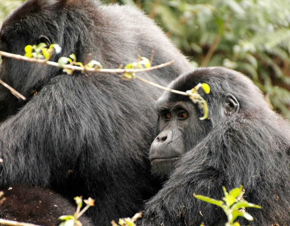 Bwindi Impenetrable National Park