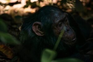 chimpanzee forest.jpg