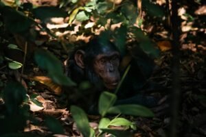 chimpanzee in forest.jpg