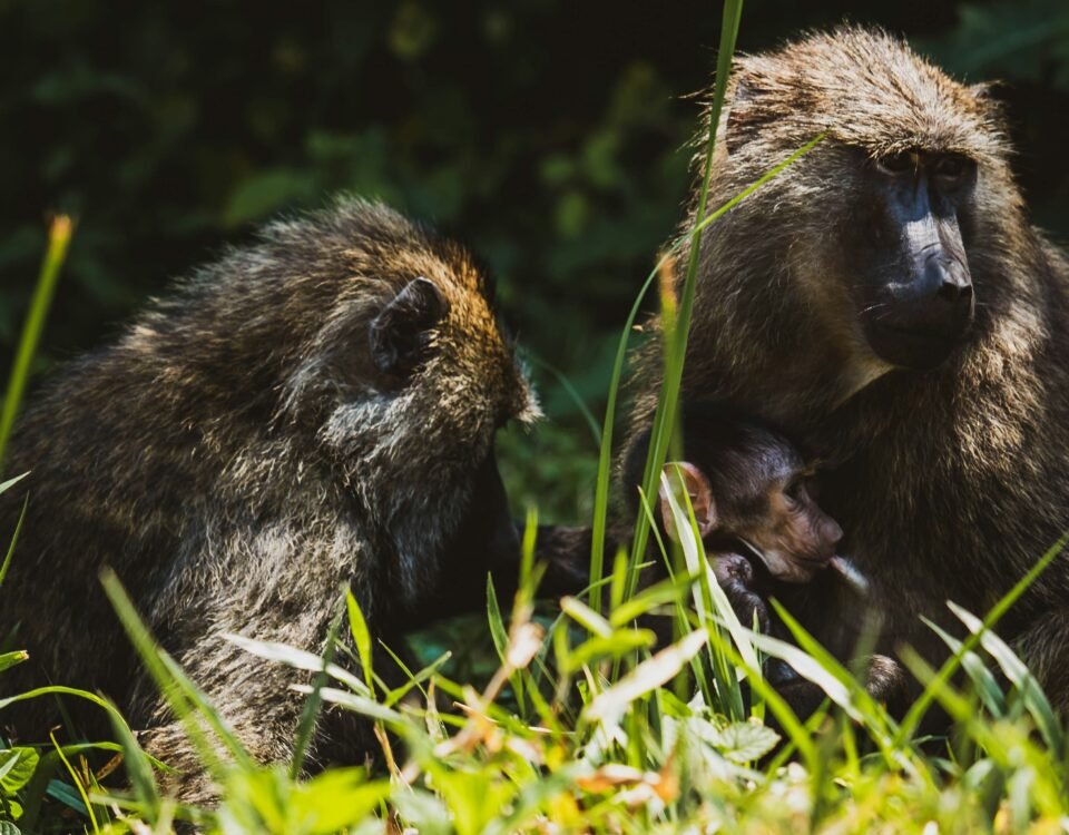 Mahale Mountains National Park