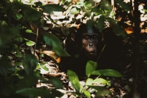 chimpanzee forest.jpg