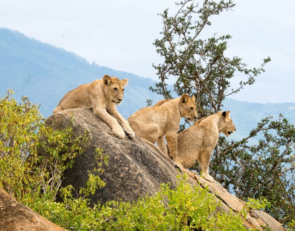 Tsavo National Park (East & West)