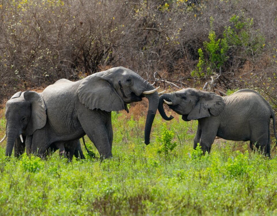 Nyerere National Park