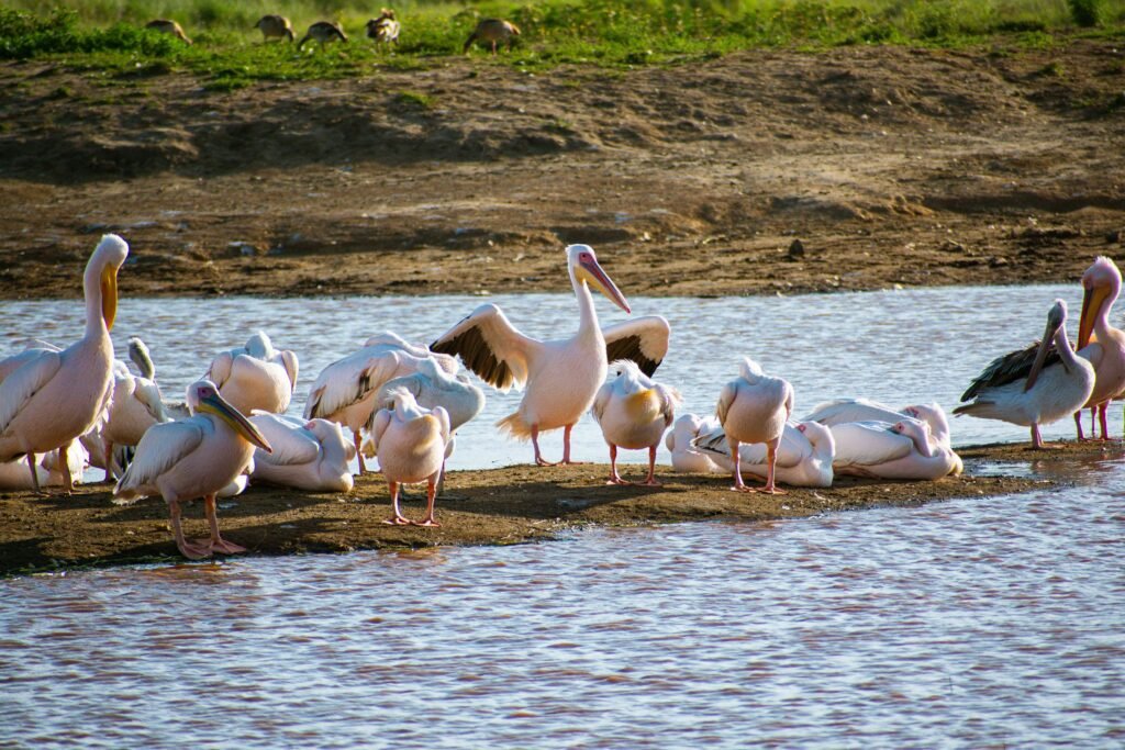 Lake Nakuru National Park