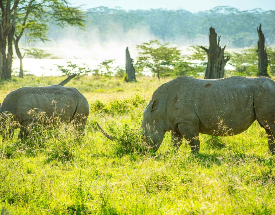 Lake Nakuru National Park