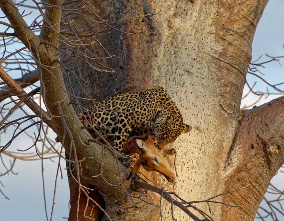 Ruaha National Park