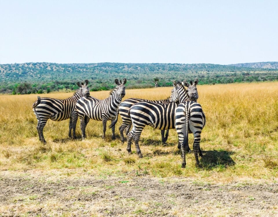 Akagera National Park