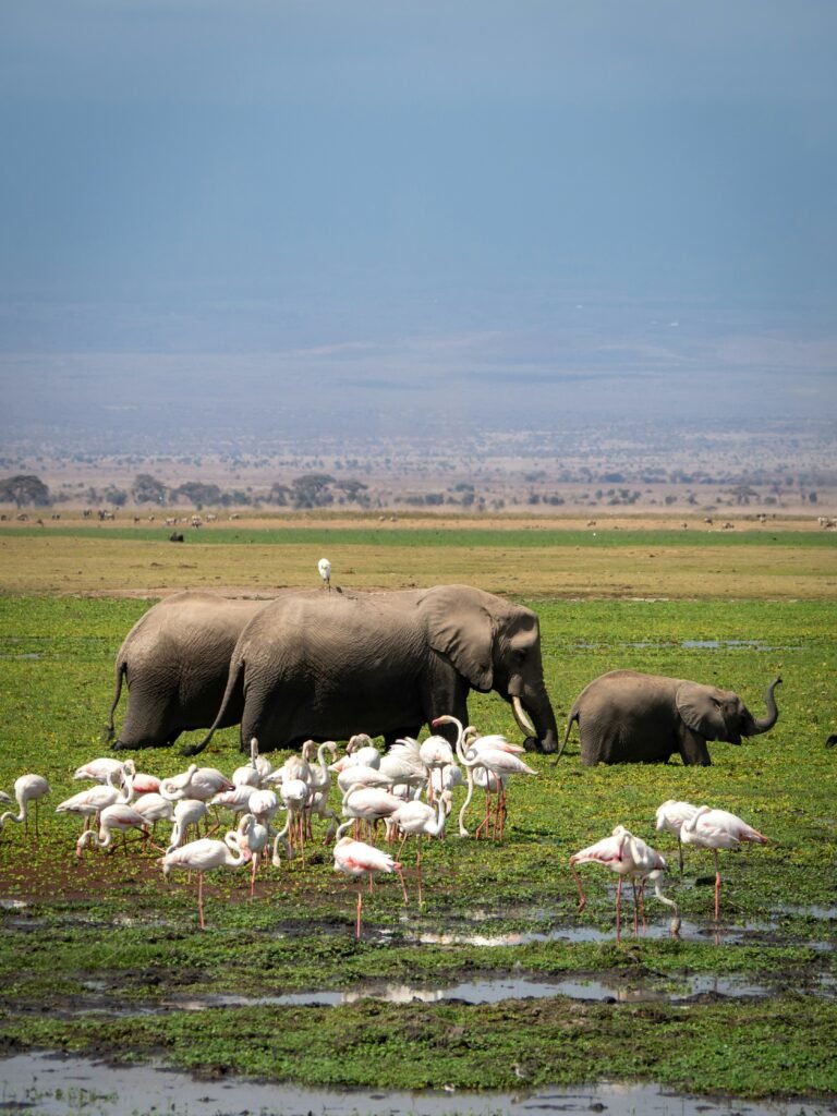Amboseli National Park
