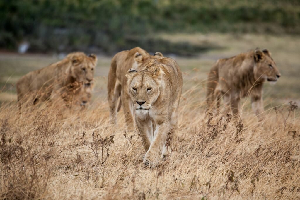Ngorongoro Crater