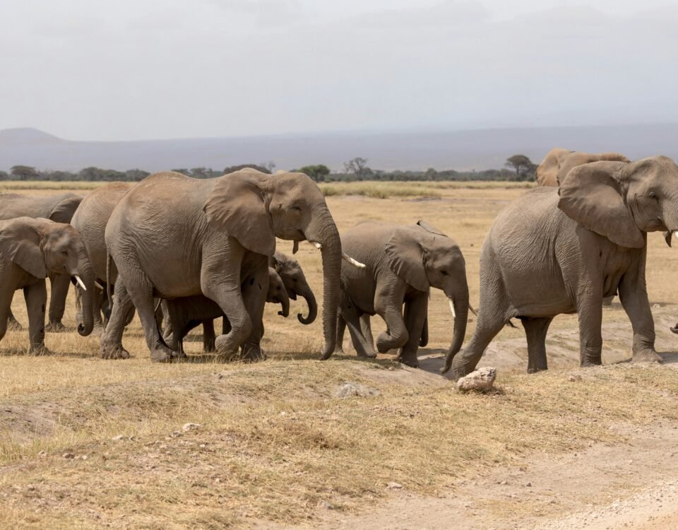 Amboseli National Park