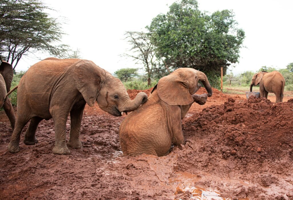 Sheldrick Wildlife Trust