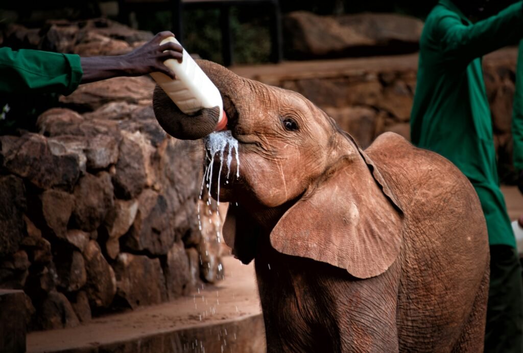 Sheldrick Wildlife Trust