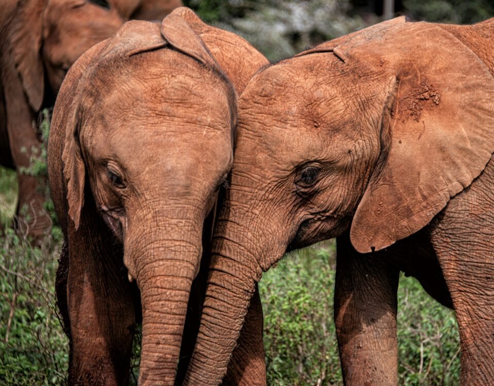 Sheldrick Wildlife Trust
