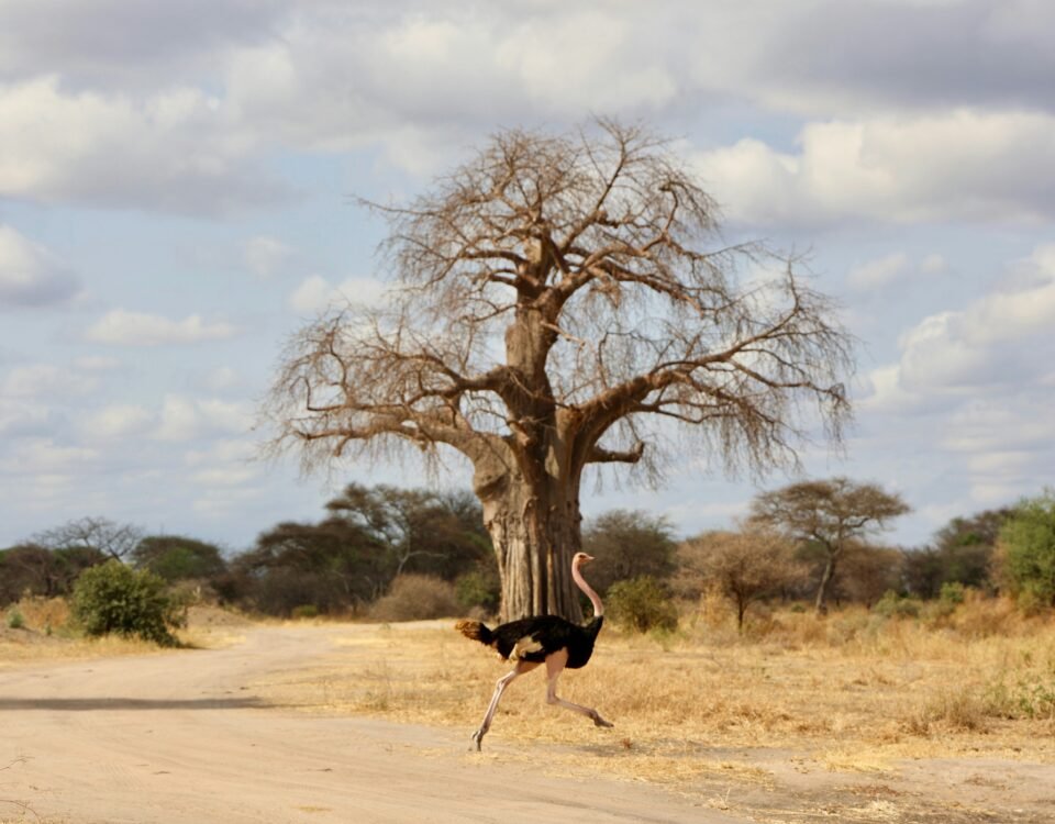 Tarangire National Park