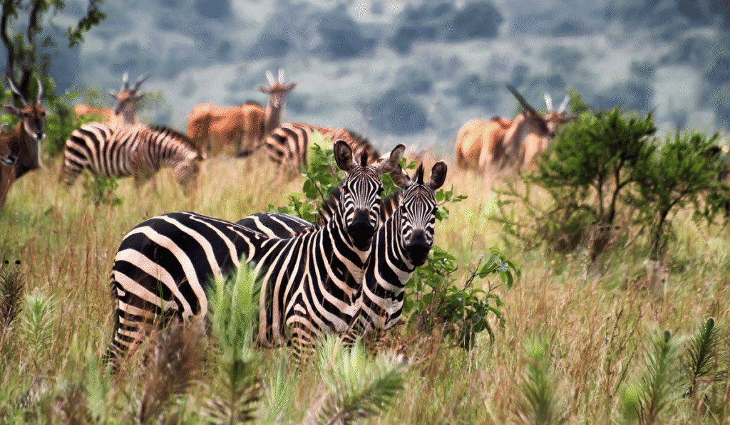 Akagera National Park