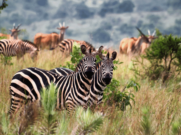 Akagera National Park