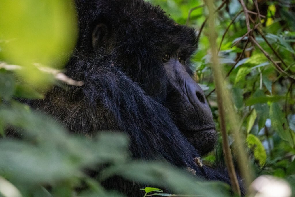 4-Day Rwanda and Uganda Safari Experience
