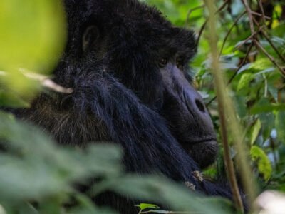 4-Day Rwanda and Uganda Safari Experience gorilla trekking