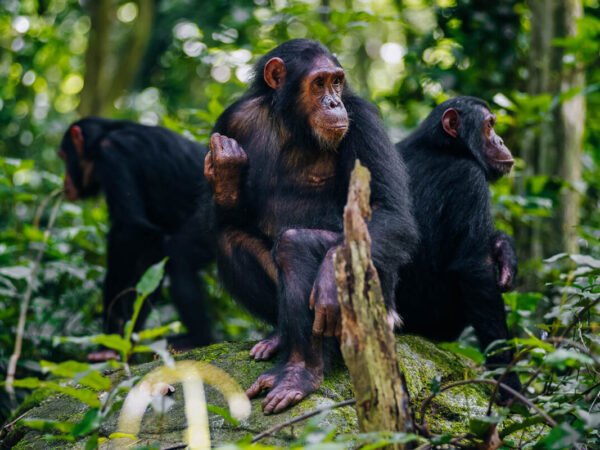 Gishwati Mukura National Park