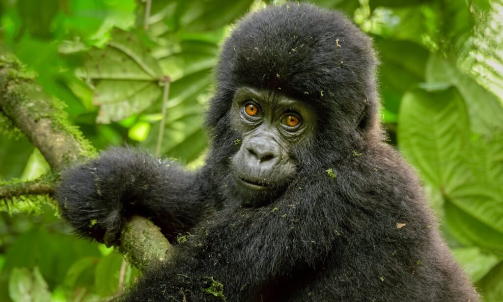 8-Day Rwanda Gorillas and Wildlife Safari Tour