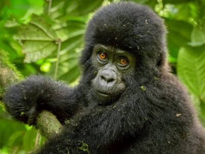 8-Day Rwanda Gorillas and Wildlife Safari Tour gorilla trekking