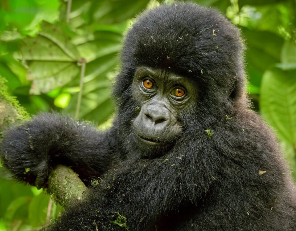 gorilla trekking
