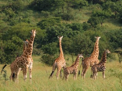 3-Day Akagera Wildlife Safari and a Boat Cruise 3-Day Akagera Wildlife Safari and a Boat Cruise