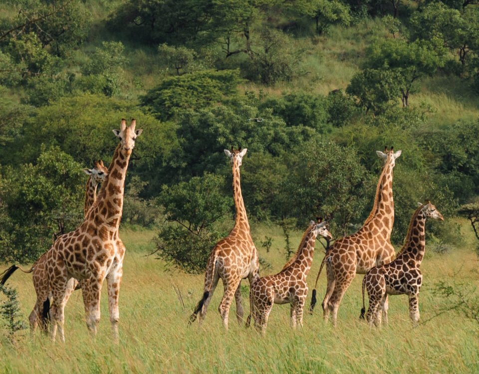 3-Day Akagera Wildlife Safari and a Boat Cruise