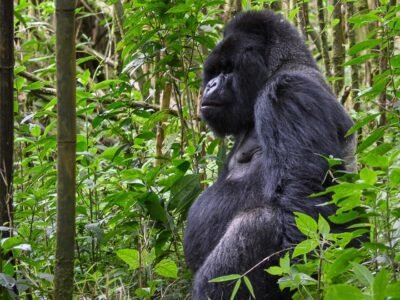 4-Day Rwanda Gorilla Trekking 4-Day Rwanda Gorilla Trekking