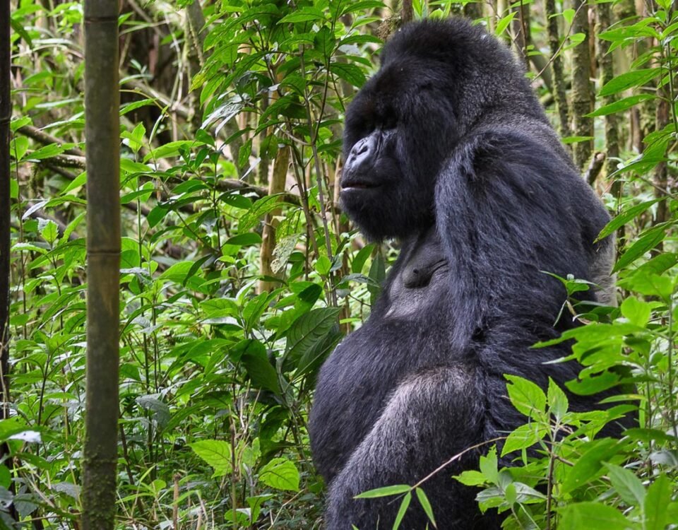 4-Day Rwanda Gorilla Trekking