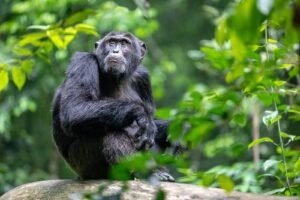 Chimpanzee Trekking Uganda