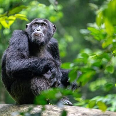 8-Day Rwanda Gorillas and Wildlife Safari Tour